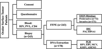 Epstein–Barr Virus, But Not Human Papillomavirus, Is Associated With Preinvasive and Invasive Ocular Surface Squamous Neoplasias in Zambian Patients